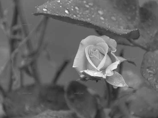 Rose, drops, closeup, black and white, photo
