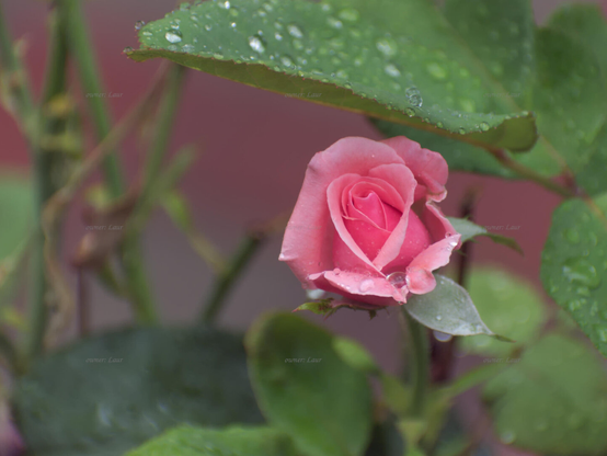 Rose, drops, closeup, color, photo