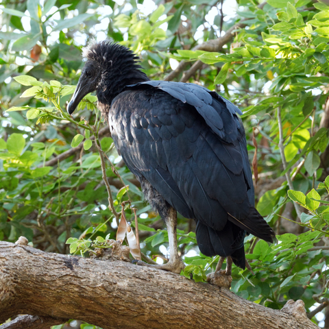 Ein Rabengeier (Coragyps atratus) steht auf einem Ast. Er wendet dem Betrachter den Rücken zu und schaut halb über die linke Schulter, so daß der Kopf im Profil zu sehen ist.
Der Rabengeier hat eine Körperlänge von 56 bis 74 Zentimetern, eine Flügelspannweite von 133 bis 160 Zentimetern und ist 1,1 bis 1,9 Kilogramm schwer. Sein Gefieder ist glänzend schwarz, Kopf und Hals sind nackt. Er hat sehr breite, verhältnismäßig kurze Flügel und einen kurzen Schwanz. Im Stehen reichen die Spitzen der zusammengelegten Flügel bis zur Schwanzspitze. Die Beine und der Schnabel sind grau, die Iris dunkel.
Bei Altvögeln ist die Schnabelspitze elfenbeinfarben, die Schultern und der Rücken glänzen grünlich, die Haut des Kopfes ist grau und faltig. Die äußersten fünf Handschwingen sind auf der Unterseite hell.