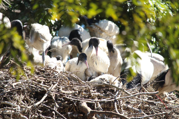 Large ibis nest with two juveniles in centre frame, young enough to have pink beaks, and numerous ibises of various ages behind them