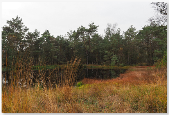 Ein kleiner See an einem grauen Tag im Teufelsmoor. Im Hintergrund Bäume und Bäusche, darüber ein lichtgrauer wolkenloser Himmel. Im Vordergrund Gräser in unterschiedlichen Höhen und Formen, in allen Herbstfarben. Das Licht reicht, um diese Farben zum Leuchten zu bringen. Die Stimmung ist friedlich.

A small lake on a grey day in Teufelsmoor. Trees and bushes in the background, above them a light grey cloudless sky. In the foreground, grasses of varying heights and shapes, in all the colours of autumn. The light is sufficient to make these colours glow. The atmosphere is peaceful.