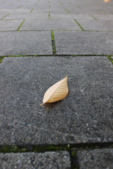 A lonely small leaf lies face down on the pavement.

Zooming in on this minimalist composition, infinite intricate details become apparent
