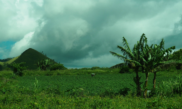 Un homme travaillant dans un champ, à gauche une colline en forme de pyramide, à droite un bananier