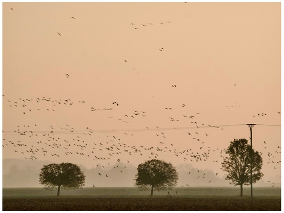 A misty landscape at dawn featuring numerous birds flying in the sky above a field with a few trees and a power line. The overall atmosphere is calm and serene, with soft, muted colors.