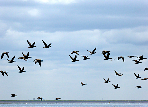 Foto van groep ganzen vliegend boven zee