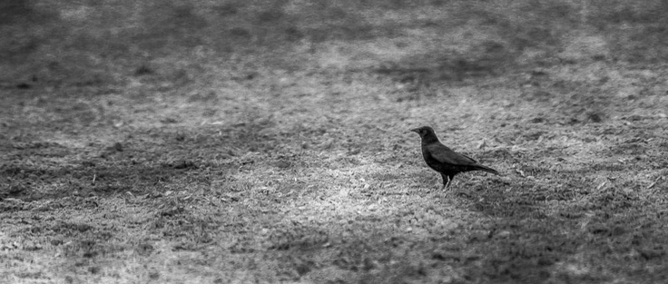 Photo en noir te blanc ou un oiseau noir (corbeau ou corneil) est posé sur un sol de terre sans végétation. Le zone de  netteté est réduite.