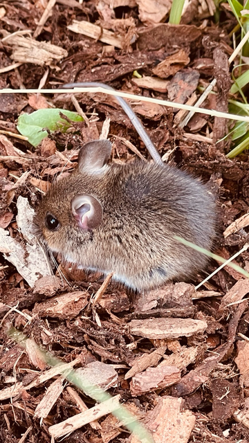 Diese Waldmaus hat mich bei der Gartenarbeit beobachtet.