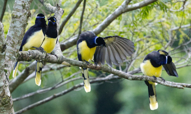 Vier Kappenblauraben (Cyanocorax chrysops) sitzen auf einem Ast. Die beiden Vögel links hocken dicht zusammen und sehen sich an. Die beiden rechten Vögel putzen sich jeweils den linken, abgespreizten Flügel.
Der Kappenblaurabe erreicht eine Körperlänge von 36 cm. Der Kopf trägt eine Haube aus kurzen aufrecht stehenden Federn, die dem Vogel seinen deutschsprachigen Namen gibt. Sein Oberkopf, die Kehle und die obere Brust sind schwarz. Der Nacken und der hintere Oberkopf ist weißlich-blau, die Färbung geht am hinteren Nacken in ein dunkles violett über. Oberhalb und unter dem Auge befindet sich ein violett-blauer Fleck, der Fleck unter dem Auge verbindet sich mit dem violetten Wangenstreif.
Die Oberseite und die Flügel sind dunkel blauviolett, der Bauch ist cremefarben. Der moderat lange Schwanz ist an der Spitze leicht abgestuft, über das terminale Ende der Schwanzfedern verläuft ein breites blaß gelbes bis weißliches Band.
Der Schnabel und die Füße sind schwärzlich, die Iris ist zitronengelb oder blaßgelb.
