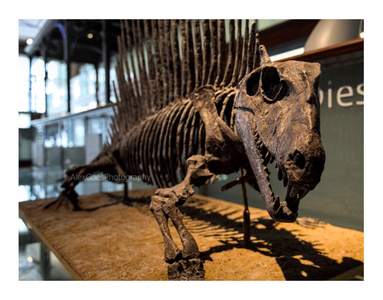 A dinosaur skeleton, shaped like a squat dog. The head is on the right looking at the camera, with the body behind. A big spine raise up from the rib cage.