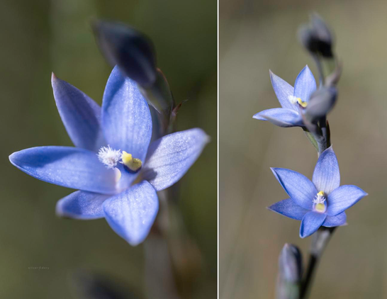 Marsh sun orchids on the edge of Croajingolong National Park, East Gippsland, VIC. 