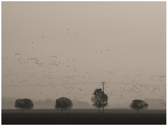 A hazy landscape featuring multiple trees in the foreground and a flock of birds in flight against a muted sky. Power lines are visible, and the scene conveys a tranquil, somewhat atmospheric mood.