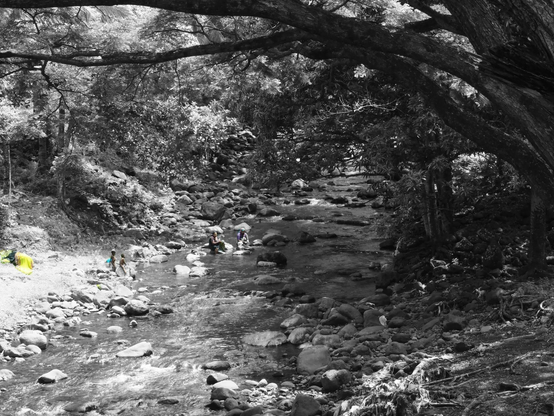 Femmes et enfants au bord de la rivière, sous les branches de grands manguiers, faisant leur lessive.