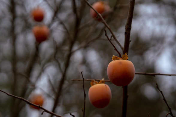Kakistrauch mit Früchten in dunstig-sonnenlosem Umfeld.