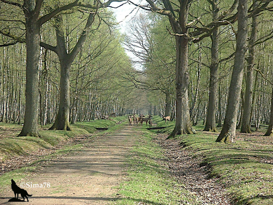 Allée forestière avec des biches au milieu du sentier de terre
Forest path with deer in the middle of the dirt trail.
Camino forestal con ciervas en medio del sendero de tierra.