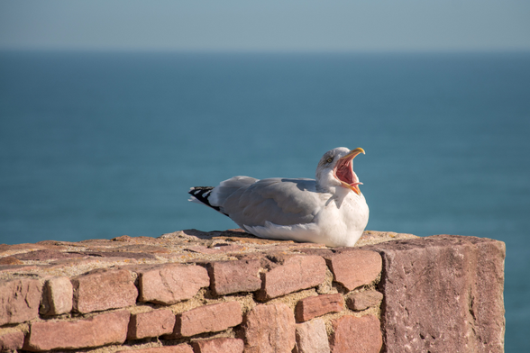 Das Bild zeigt eine Möwe, die auf einer Ziegelmauer sitzt und gähnend ihren Schnabel weit aufgesperrt hat. Im Hintergrund ist das Meer zu sehen.