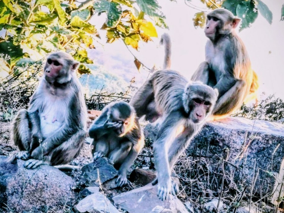 Vier Affen (Rhesusaffen oder Makaken). Drei von ihnen sitzen auf großen Steinen am Boden. Einer kommt auf allen Vieren auf die Fotografin zu. Im Hintergrund ist ein Baum zu sehen.