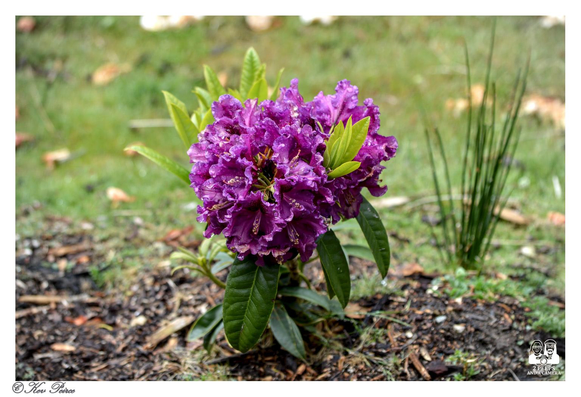 A close up, slightly low angle photograph of a small cluster of deeply purple, ruffled rhododendron blooms surrounded by glossy green leaves.

The flower is centred and slightly wet, rising from dark, mulch covered soil. In the background, the grass is blurred, with a few lighter green sprouts visible to the right.