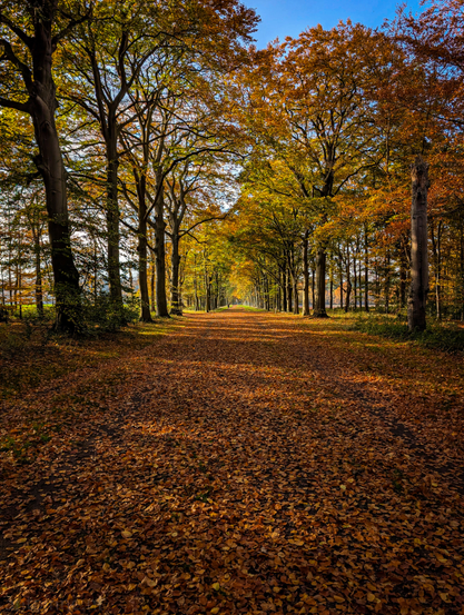 A classic scene of an avenue through a forest during autumn. The image is dominated by the warm colors of the fall season.

A straight, wide path recedes into the distance, drawing the viewer's eye towards the vanishing point. The ground is completely covered in a thick, rich carpet of fallen leaves, mostly in shades of orange, gold, and brown. 

Tall, mature trees line both sides of the path, forming a canopy overhead. The leaves on the trees display the full spectrum of autumnal change, ranging from bright greenish-yellows near the center to vibrant gold, orange, and reddish-browns along the sides and top. The trunks of the trees are dark and vertical, creating a strong sense of depth and perspective.

A small strip of clear blue sky is visible through the treetops at the top, offering a cool contrast to the warm colors of the foliage.