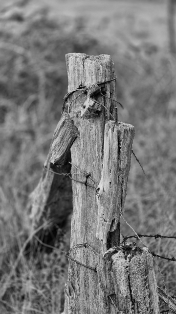 Schwarz-Weiß-Fotografie von einem verwitterten Holzpfostens eines Weidenzauns. Rechts vorne hängt ein Stück Holz von einer zerstörten Verstrebung. Hinten links ist eine Verstrebung angebracht, die in einem ca. 45°-Winkel auf den Boden führt. An verschiedenen Stellen befinden sich Stücke von Rund- und Stacheldraht sowie Krampen und Nägel. Der Hintergrund ist unscharf. 

Black-and-white photograph of a weathered wooden post from a willow fence. In the foreground on the right hangs a piece of wood from a destroyed strut. In the background on the left is a strut attached at an angle of approximately 45° to the ground. Pieces of round wire and barbed wire as well as staples and nails can be seen in various places. The background is blurred. 