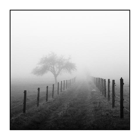 **ALT text:**
Square black-and-white photograph of a rural scene in fog. A narrow grassy path runs straight into the image, fading into the dense mist. Wooden fence posts with thin wires line both sides, converging toward the distance. To the left of the path stands a single bare tree with slightly spreading branches. The background disappears completely into the fog, leaving no further details visible.