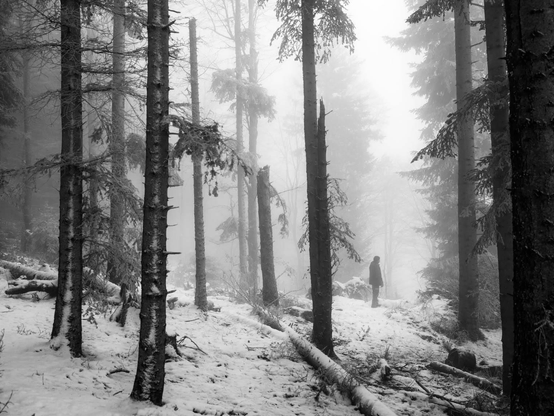 l'homme debout dans la forêt enneigée