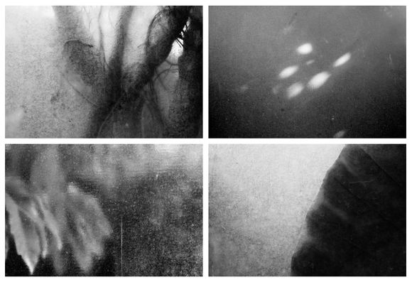 A set of four abstract black and white textured images of plants through the old, worn windows of a botanical garden.