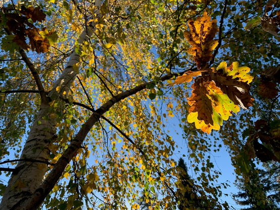some more colourful autumn impressions from the garden.