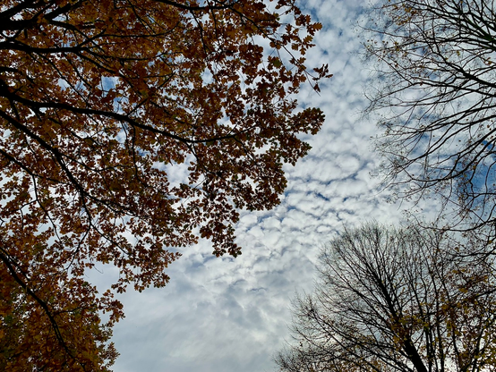 some more colourful autumn impressions from the garden.