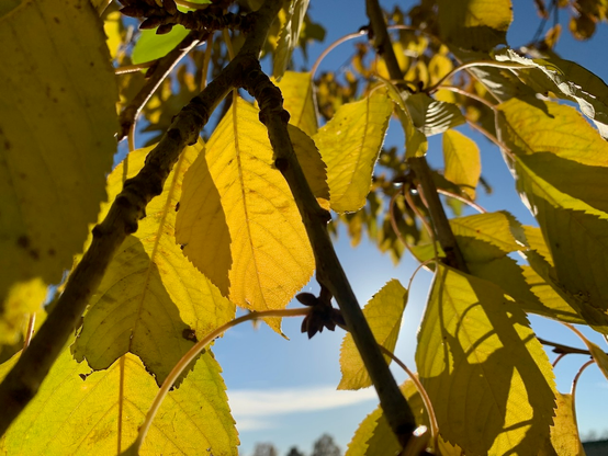 some more colourful autumn impressions from the garden.
