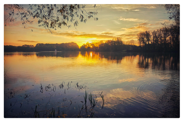 A still lake reflects the sun rising behind trees on the far bank. Clouds hang in the air taking colour from the sun and silhouetted leaves and reeds frame the image.