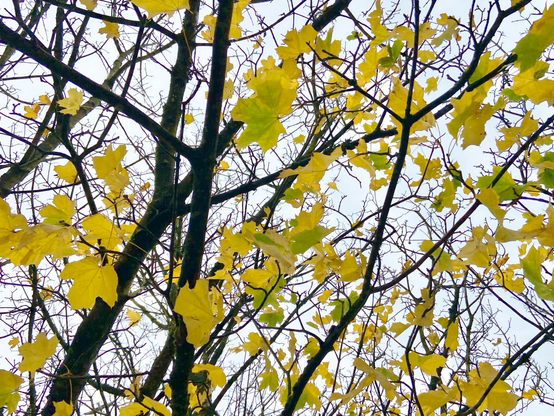 Yellow-green leaves on dark branches.
