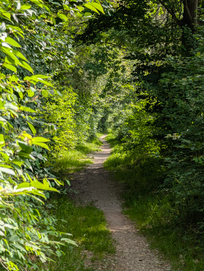 A narrow gravel footpath snakes through bushes, trees and grass, creating a green tunnel.