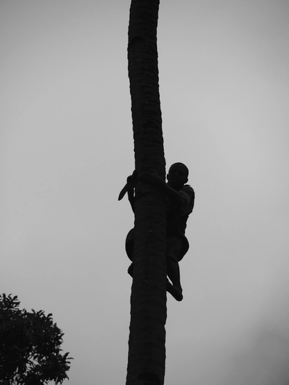 Un homme monte sur un cocotier.