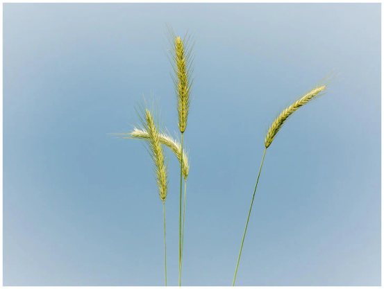 Drei halbreife Getreideähren vor zartblauem Himmel.