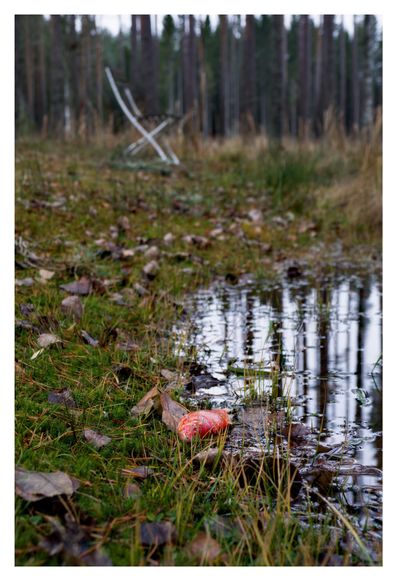 En stående bild på en del av en dam i en skogskant. I förgrunden ligger en död guldfisk och längre bort står en enkel stol.