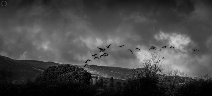 Monochrome shot of flight of geese over farmland with mountain in background 