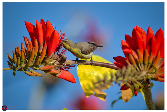 a small bird, yellow chest, and brownish back feather, perched on a small branch and drinking nectar from a red flower. 