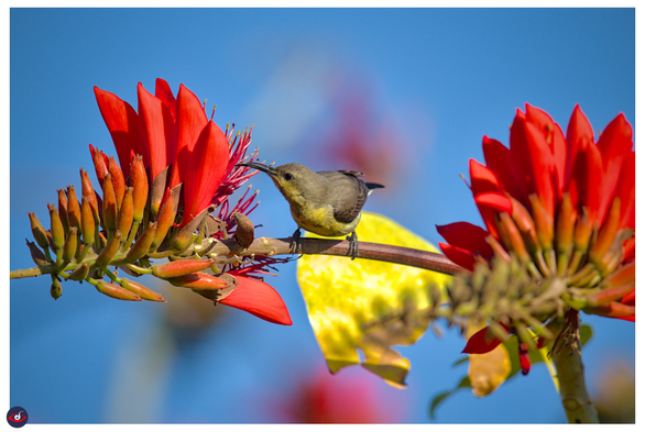 the bird, beak out of the flower and looking at it. 