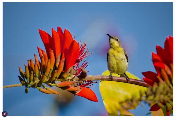 the same bird, looking away. 