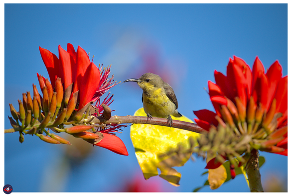the bird is again looking at the flower and wondering if it should drink some more.