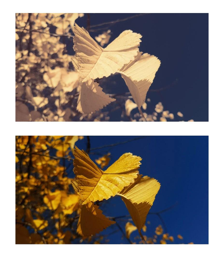 photo of yellow leaves against blue sky