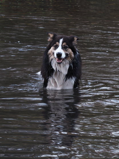 Wet dog looking towards the camera.
