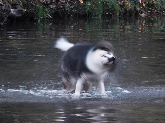 Dog trying to shake off the water.