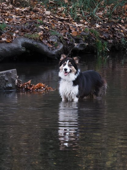 Dog standing in the water.