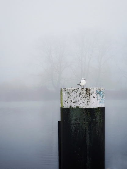 a little grey white seagull standing on a black post. the background is covered in fog, there are light cpntrasts of trees in the fog.