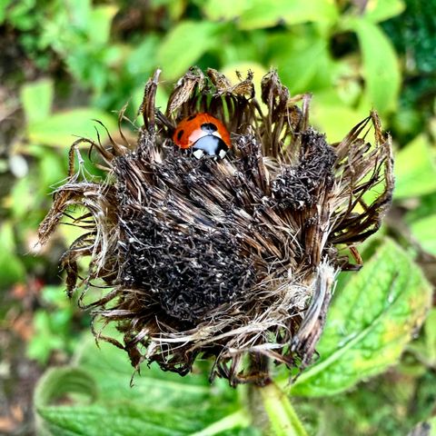 A Ladybug still in a favorite place. Most are gone, this is most likely the last one I see this year 