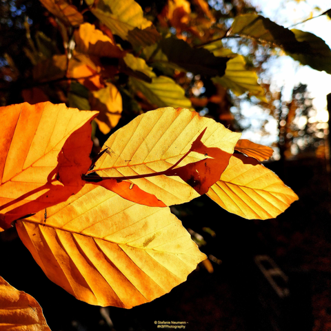 A close-up of backlit, autumnal beech leaves.

© Stefanie Neumann - #KBFPhotography