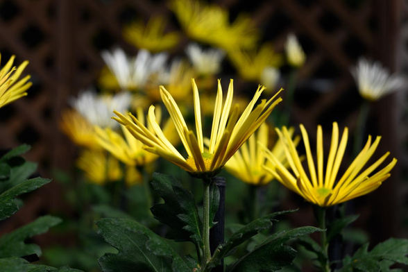 上向きに咲いた黄色の肥後菊。花びらが細い。/ 2025.11.03 京都府立植物園・大芝生地特設展示場から