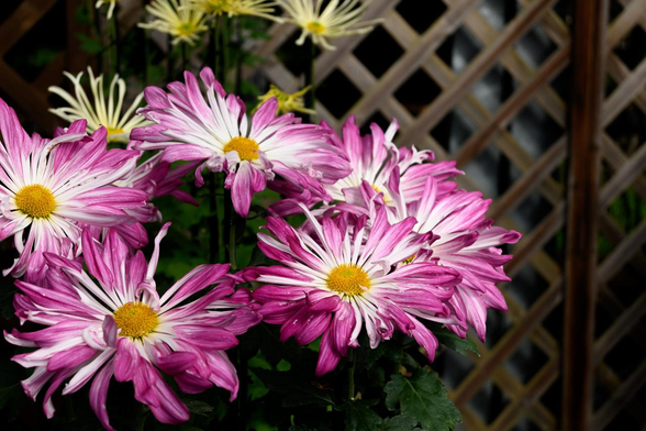 ピンクと白の肥後菊。1枚目の肥後菊より花びらは太め。/ 2025.11.03 京都府立植物園・大芝生地特設展示場から