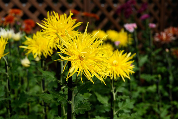黄色い江戸菊。外側の花弁は広がるように、内側の花びらは花芯を包むように咲いている。/ 2025.11.03 京都府立植物園・大芝生地特設展示場から